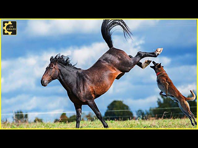 10 Deadly Horse Kicks Made The Dog Dizzy