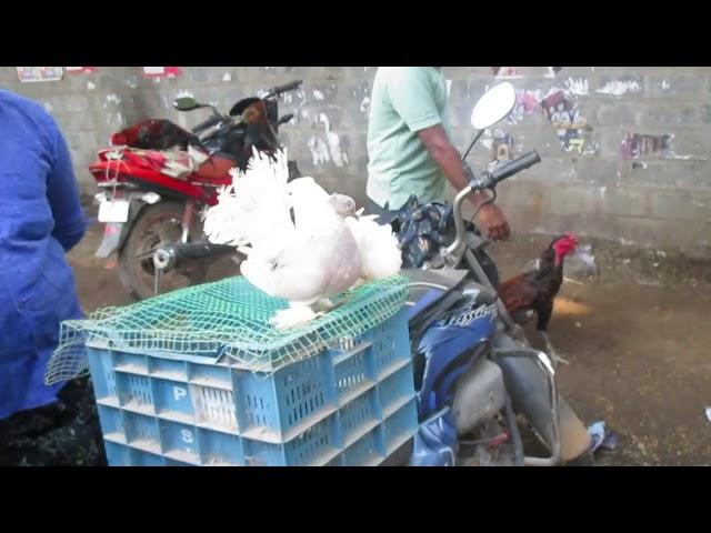 Nellore Pets Market-2 | Sunday Pets Market | Pedda Bazaar Pets Market | Nellore