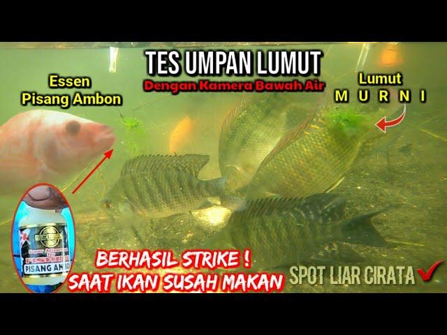 TES UMPAN LUMUT : Essen Pisang Ambon VS Murni || Berhasil STRIKE Di saat ikan susah makan