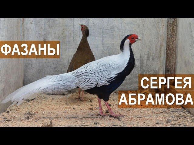 Фазаны в птичьем парке Сергея Абрамова.