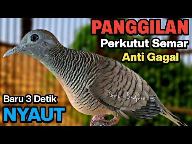 Perkutut Lokal Gacor Suara Besar Pancingan Burung Perkutut Agar Bunyi