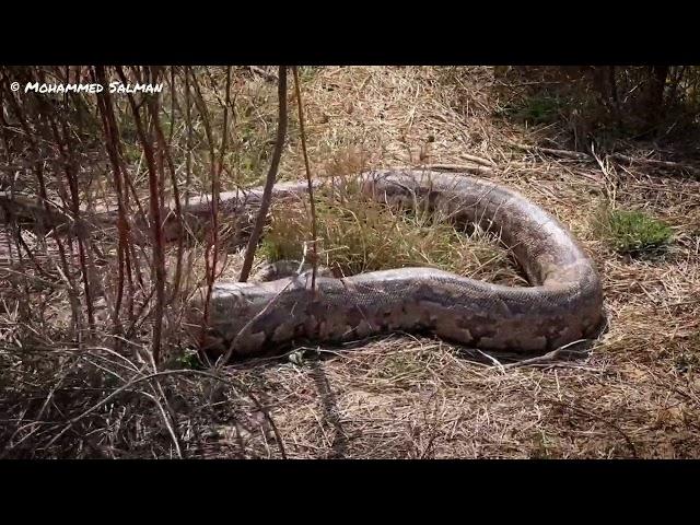 A massive Indian rock python