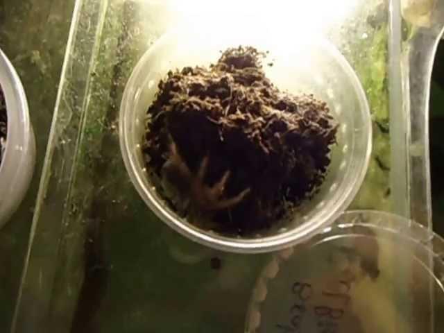 Brachypelma albiceps  DON PIPO