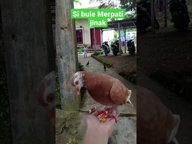 Merpati jinak si bule makan diatas tangan