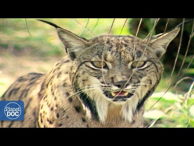 Iberian Lynx Documentary | Part 1