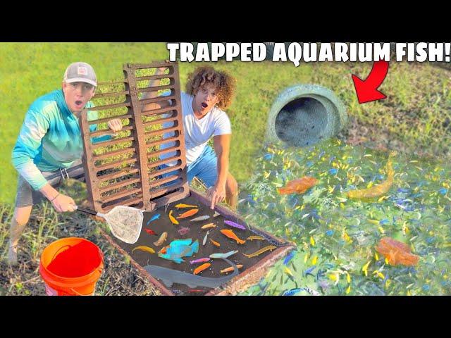 I Found a Sewer FILLED With Trapped AQUARIUM FISH!