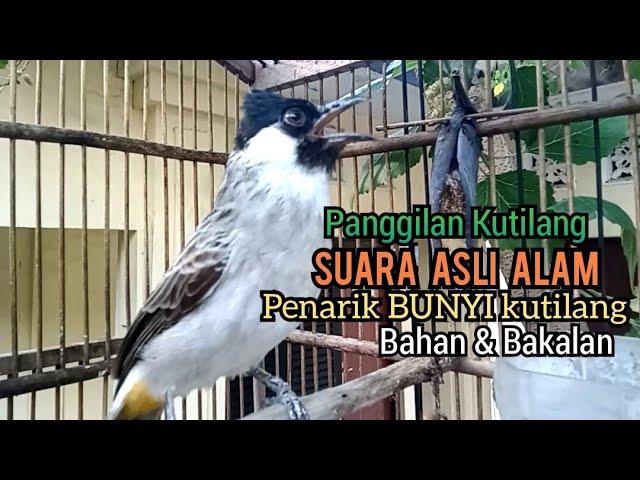 Suara Burung Kutilang Gacor ASLI Tanpa isian, Ampuh untuk Pikat Kutilang bikin kutilang Ribut gacor