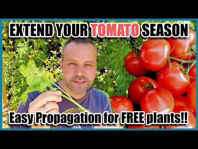 How to Easily Root Tomato Suckers to Get Unlimited Free Plants