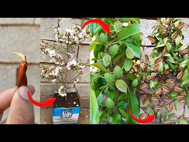 How to grow an almond tree at home + golden tips for high yield