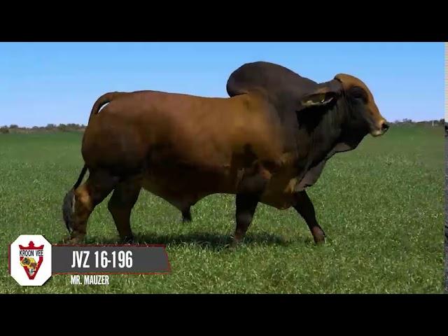 Beefy Brahman Bulls, introducing to you Mr. Mauzer