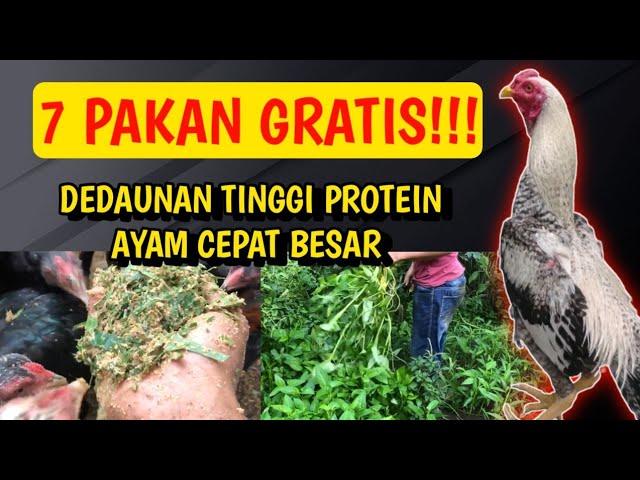 PAKAN GRATIS!!! 7 DEDAUNAN TINGGI PROTEIN UNTUK PAKAN AYAM CEPAT BESAR