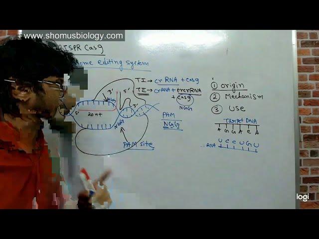 Crispr cas9 gene editing explained