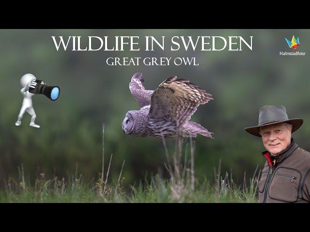 WILDLIFE PHOTOGRAPHY IN SWEDEN - Great Grey Owl -  Bird photography. - Join the visit of three nests