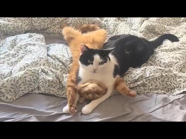 Funny fluffies / Funny moments with animals 2024 / #71