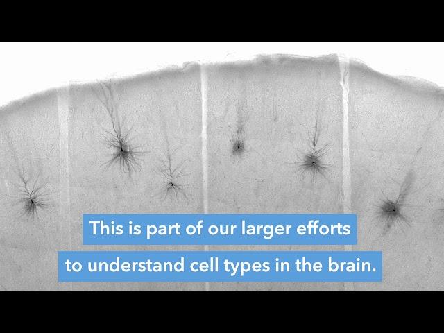 Synaptic Physiology | Allen Institute for Brain Science