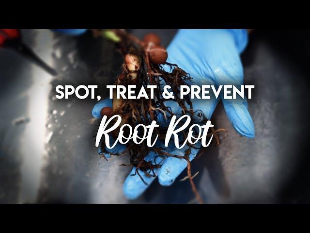 Root Rot 101 : How to Spot, Treat and PREVENT Root Rot!