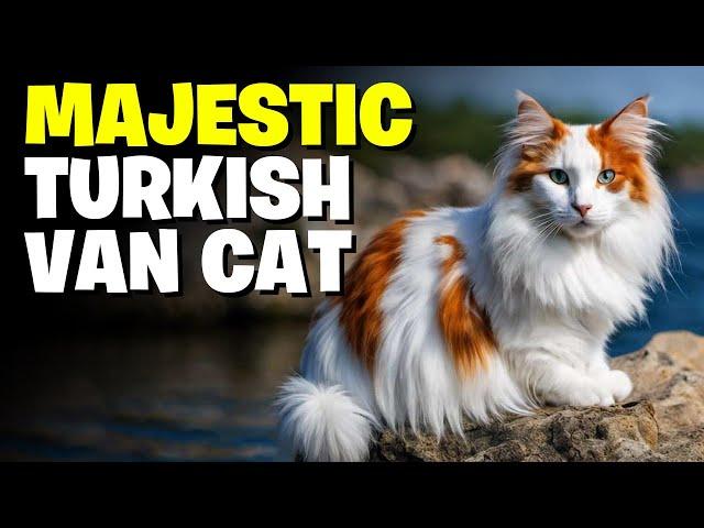 The Majestic Turkish Van Cat A Complete Breed Guide