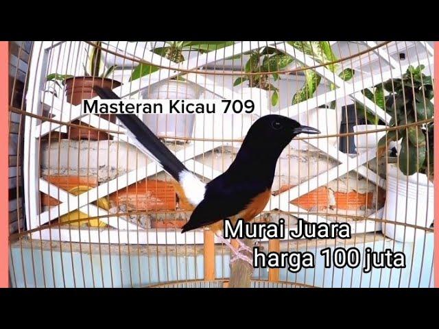 Murai juara harga 100 juta. white-rumped shama