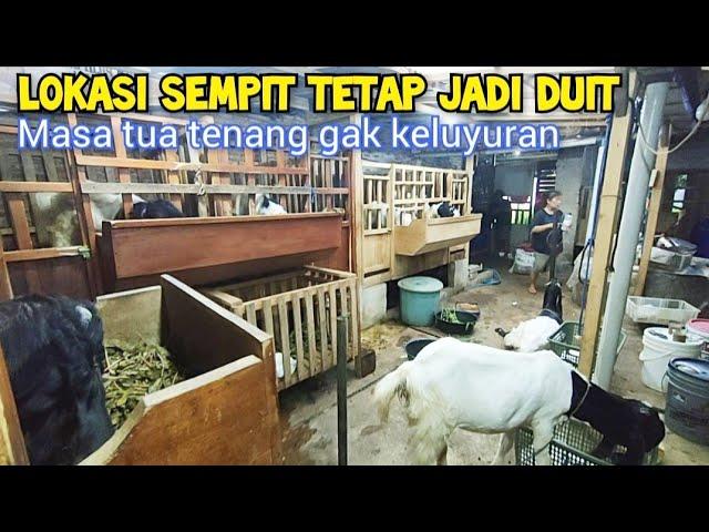 Cerdas. Lahan Sempit Untuk Ternak Kambing, Dengan Ramuan Rakus Makan Dan Asi berlimpah