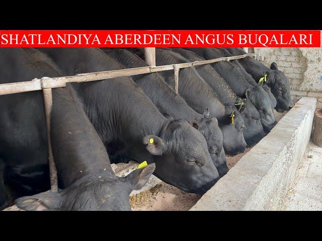 SHATLANDIYA ABERDEEN ANGUS BUQALARI YIL ARZONCHISI SARKORBEK AKANI N_1 CHEMPION BUQALARI