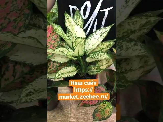 We sell plants from our greenhouse on the website https://market.zeebee.ru/