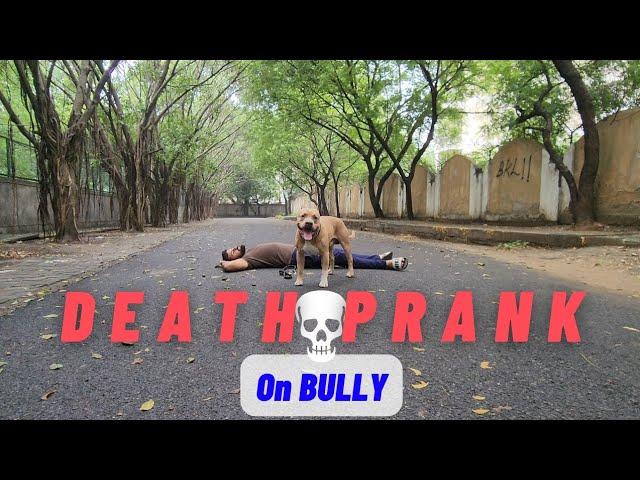 Bully jaldi dekh Aman ko kya hua ? Death prank on pitbull dog  #deathprank