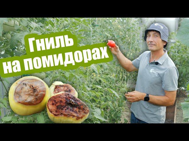 Почему ГНИЮТ ПОМИДОРЫ на кусту: 6 главных причин