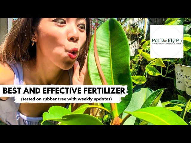 HOW TO CARE THRIVE RUBBER TREE SUCCESSFULLY | TIPS | Plantdemic Episode | Jamie Gotuato Pot Daddy PH