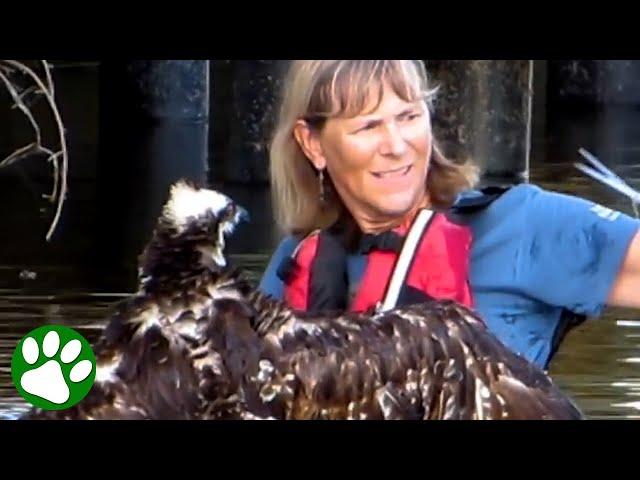 Osprey swims right up to a KAYAKER and asks for help