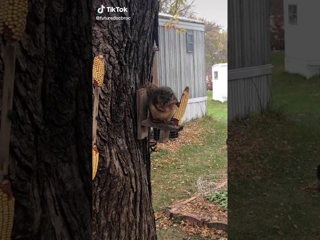 Thick boi squirrel