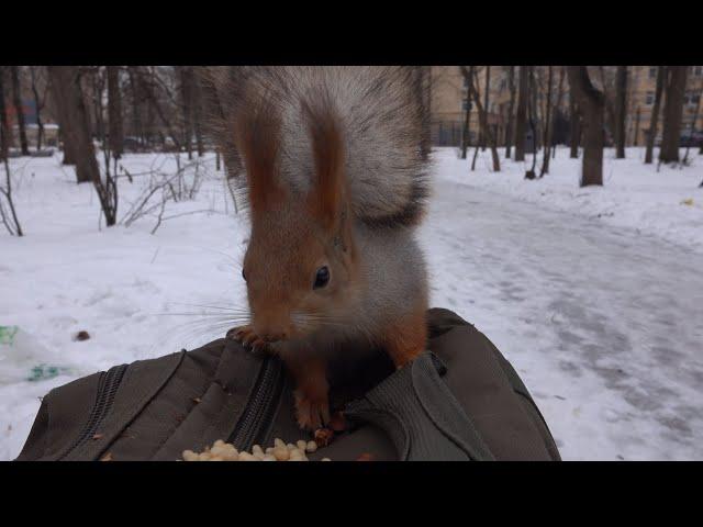 Белки утром. Зарисовка / Squirrels in the morning. The sketch