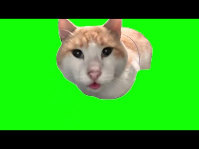 Green Screen Mr. Fresh Cat Meme | Cat Eating Then Looking Up Meme