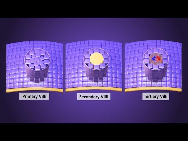 Chorionic villi development in Third Week - Primary, Secondary & Tertiary Villi