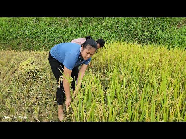 Husband and wife: How to harvest rice manually in the countryside |Chúc Thị Xuân