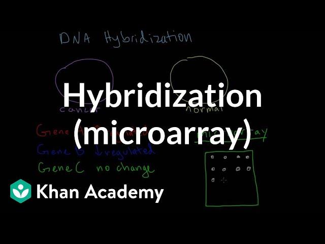 Hybridization (microarray) | Biomolecules | MCAT | Khan Academy