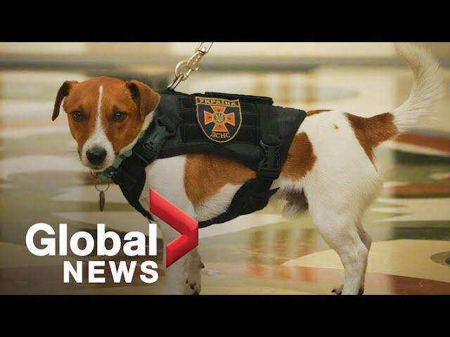 Bomb-sniffing dog credited for locating more than 250 explosive devices in Ukraine