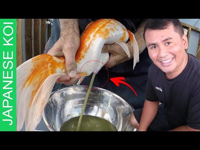 16 DIY STEPS - Breeding japanese koi made easy ( complete step by step tutorial)