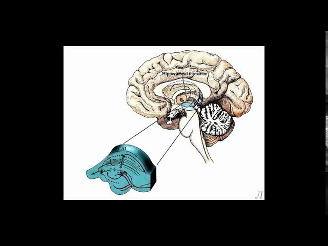 5.7 Сознание. Гиппокамп
