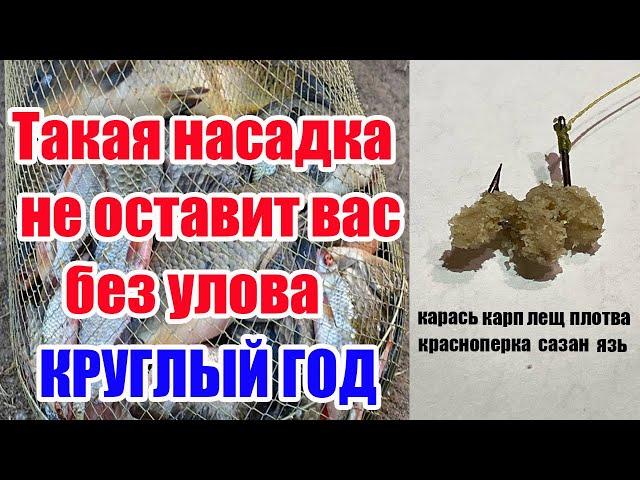 Насадка на Карася Леща Плотву. Как приготовить перловку для рыбалки. Перловка для рыбалки.