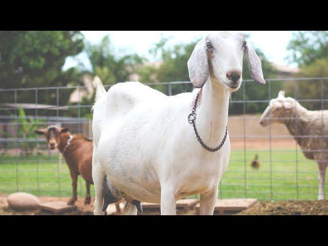 How to feed Milking Goats a 100% GRASS-FED DIET