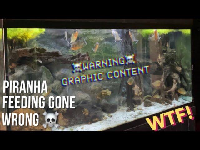 PIRANHA LIVE FEEDING turns into DISASTER! ALMOST LOST THEM (WARNING! Graphic content)