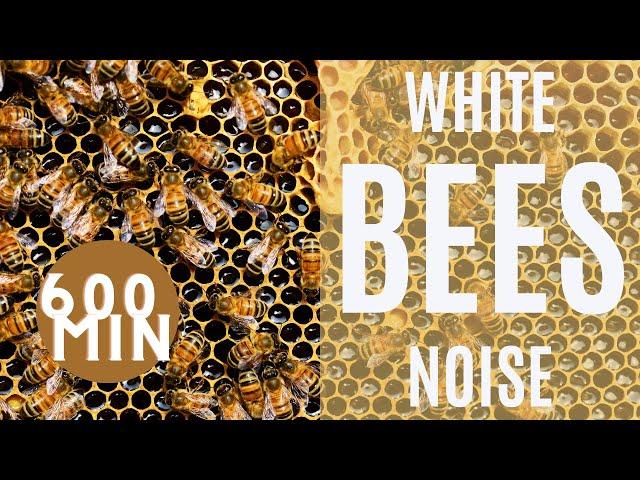 600 Minutes l White ''Bees'' Noise l reduce stress and anxiety l with Blackscreen