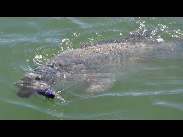 Koolubung Codzilla - Three Murray Cod