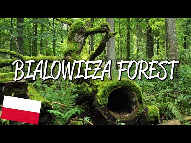 Białowieża Forest - UNESCO World Heritage Site