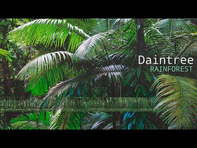 Daintree Rainforest Sounds - A natural soundscape from the Daintree Rainforest in Australia