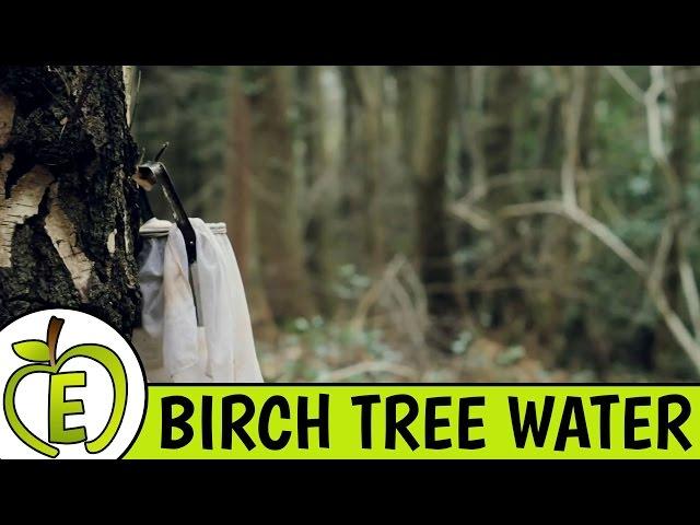 Birch Tree Water Review - Is It Healthy?