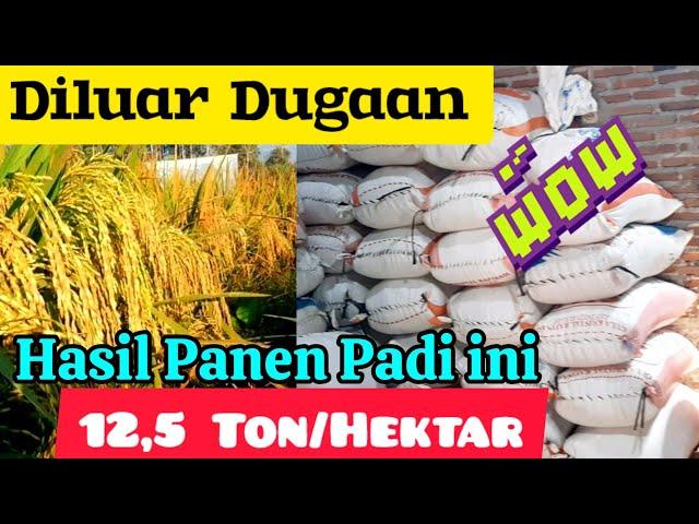 Tak Disangka...Hasil Panen Padi ini Mencapai 12,5 Ton Perhektar. Bibit Padi Unggul Panen Banyak 