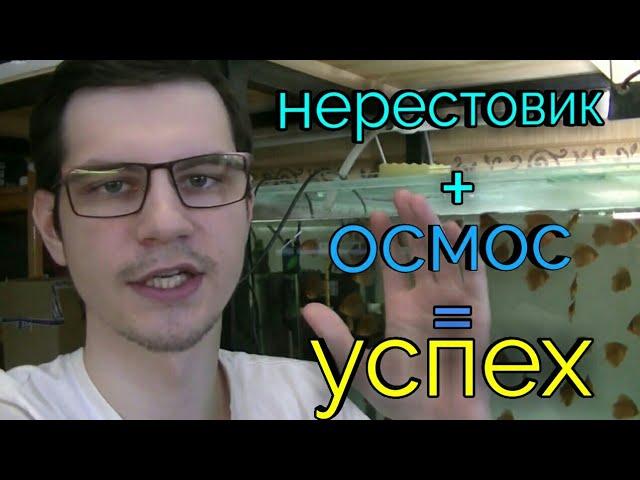 Секреты успешного нереста дискусов. Подготовка нерестовика и воды.