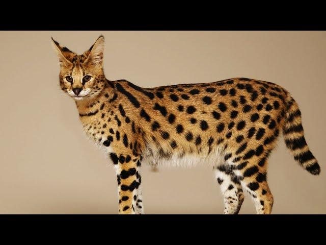 5 RAREST CAT BREEDS IN THE WORLD