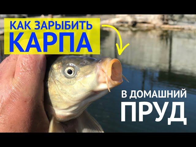 Запускаю Карпа в Домашний Пруд. Как зарыбить рыбу карп!